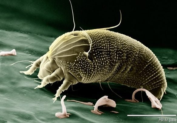 Ácaros — referencia microscópica